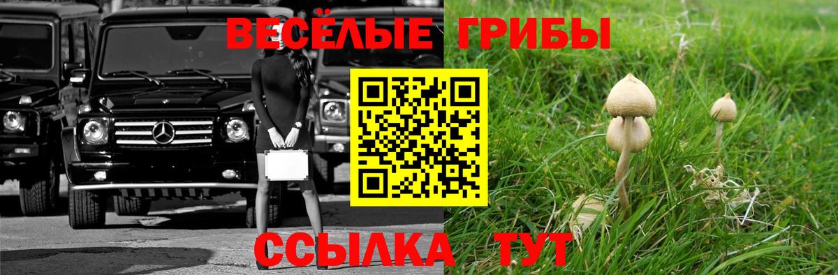 Псилоцибиновые грибы Psilocybine cubensis Донецк
